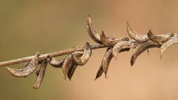 Image of Russian milkvetch