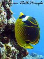 Image of Halfmoon Butterflyfish