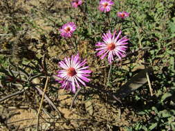 Image of Lampranthus spiniformis (Haw.) N. E. Br.