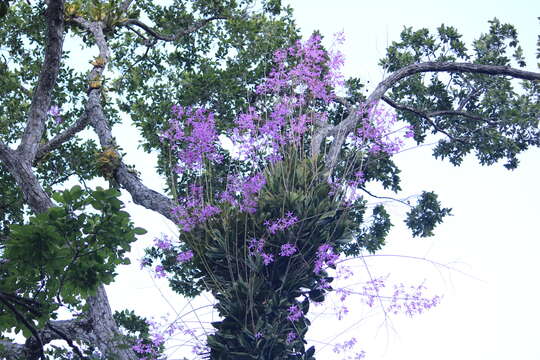 Image of Myrmecophila galeottiana (A. Rich.) Rolfe