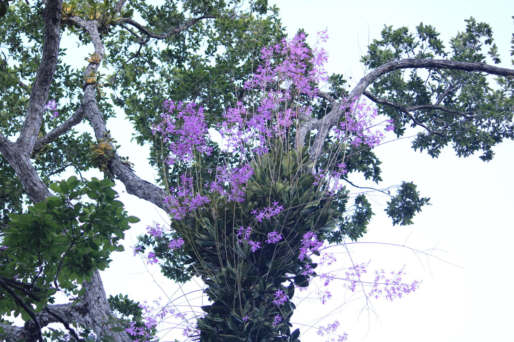 Image of Myrmecophila galeottiana (A. Rich.) Rolfe