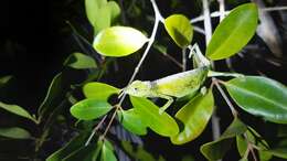 Image of Seychelles Tiger Chameleon