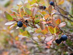 Vaccinium uliginosum subsp. microphyllum Lange的圖片