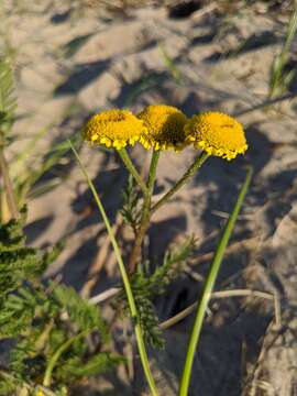 Image of Lake Huron tansy