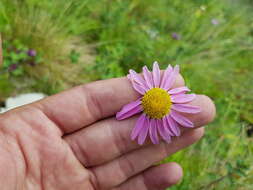 صورة Tanacetum coccineum (Willd.) Grierson