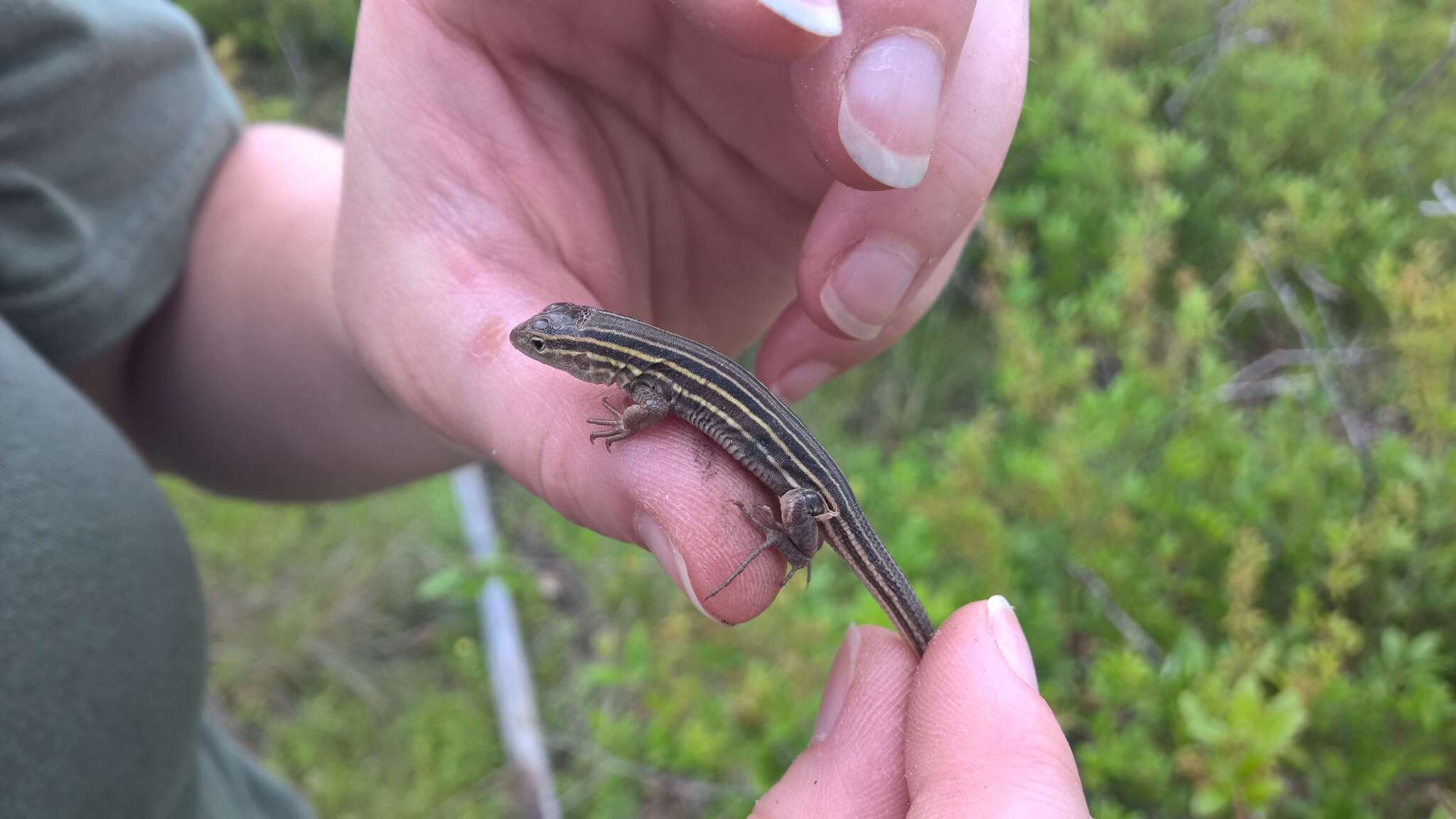 Image of Six-lined Racerunner