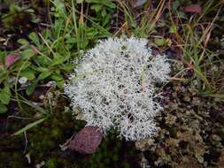 Cladonia arbuscula subsp. mitis (Sandst.) Ruoss resmi