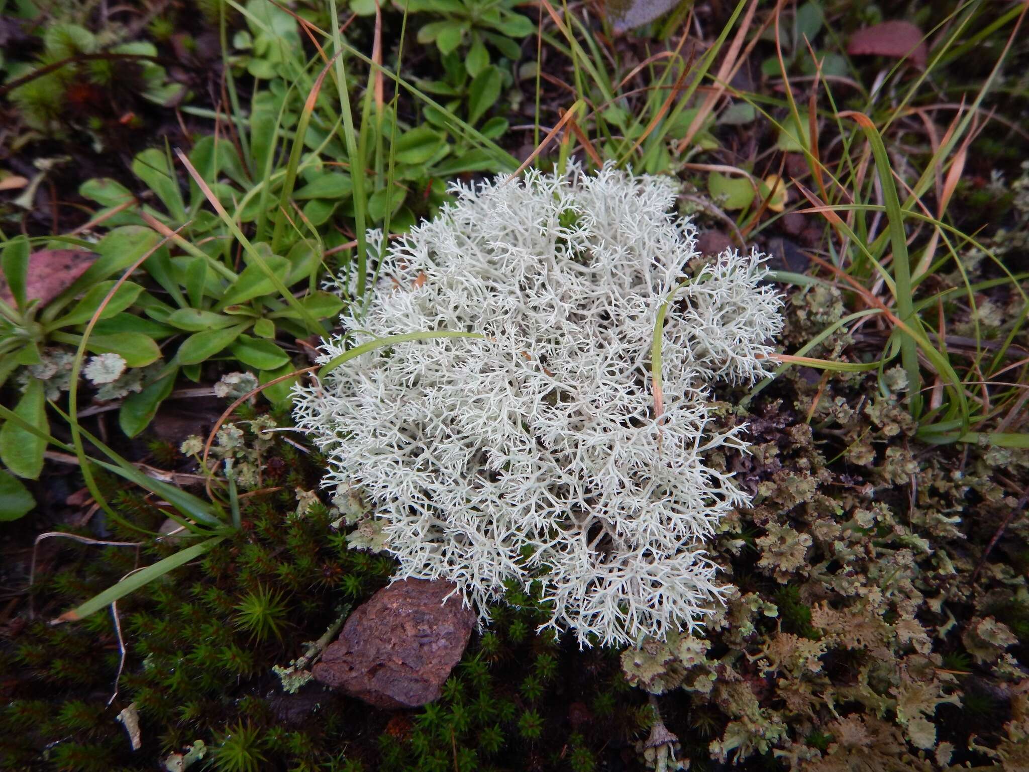 Image of reindeer lichen