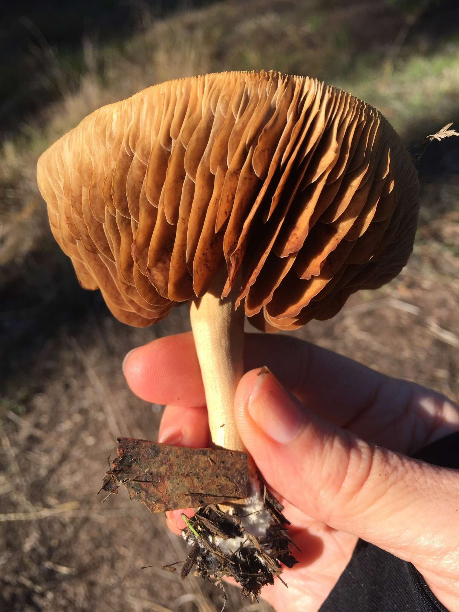 Image of Agrocybe putaminum (Maire) Singer 1936