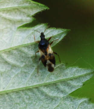 Image of Common flowerbug