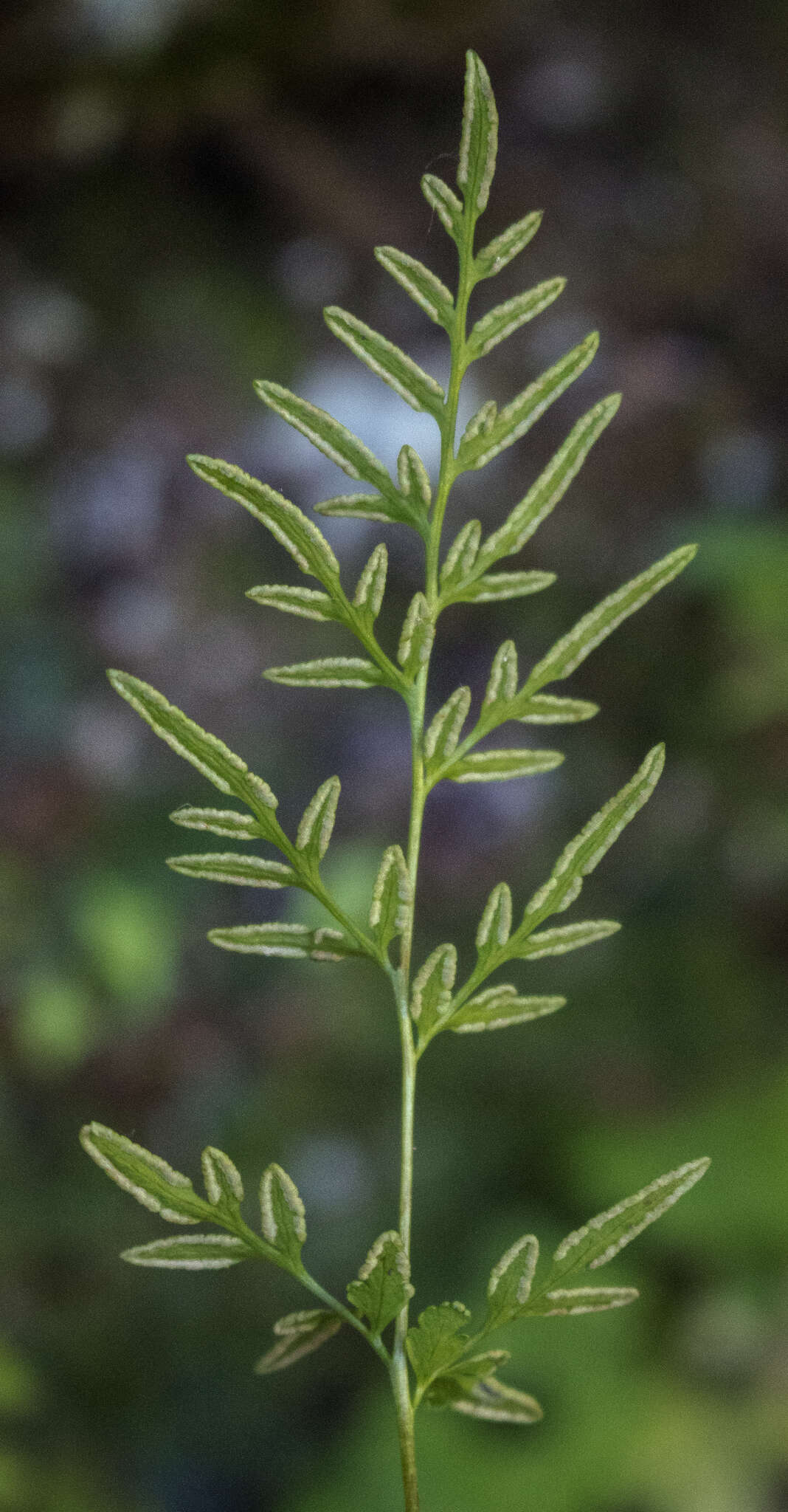 Sivun Cryptogramma stelleri (Gmel.) Prantl kuva