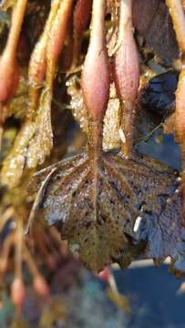 Слика од Trapa natans var. bicornis (Osbeck) Makino