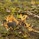 Image of Calocera sinensis McNabb 1965