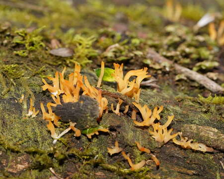 Image of Calocera sinensis McNabb 1965