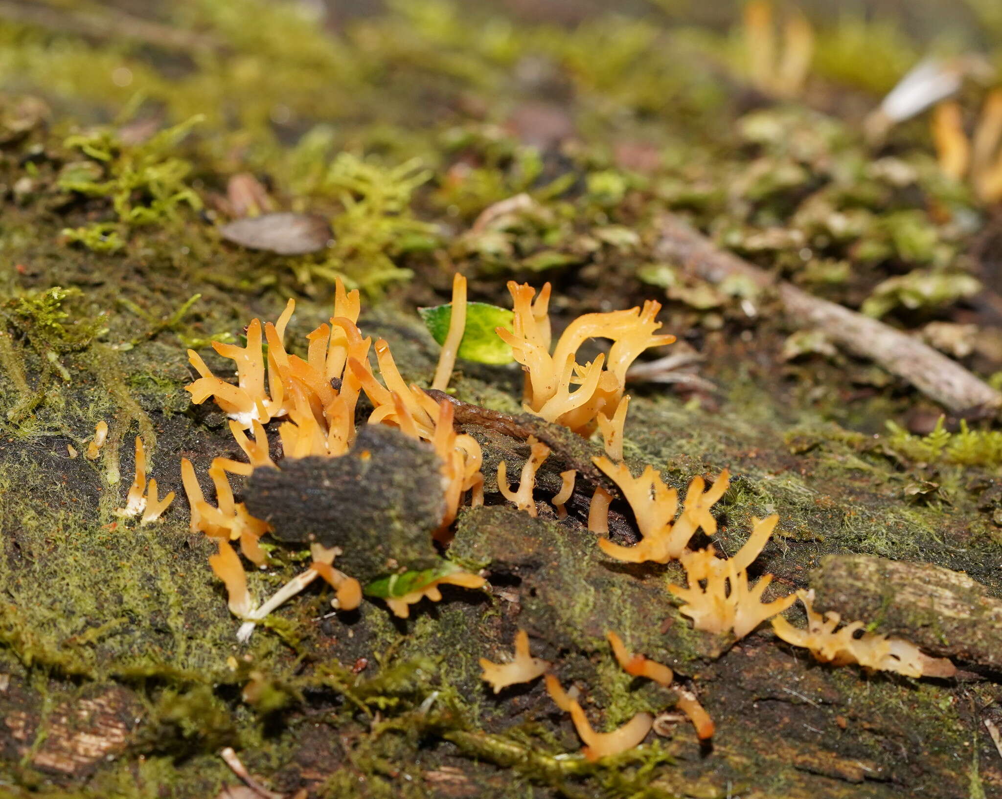 Image of Calocera sinensis McNabb 1965