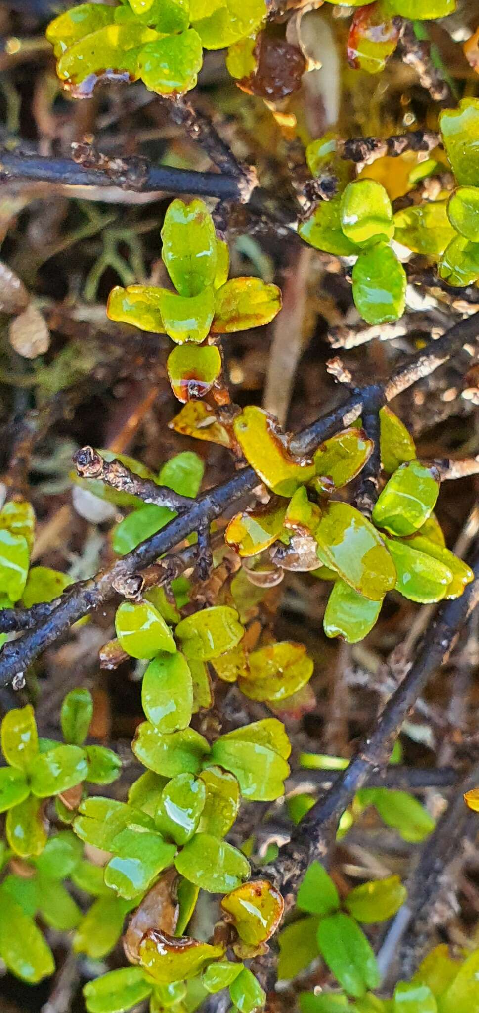 Image of Coprosma crenulata W. R. B. Oliv.