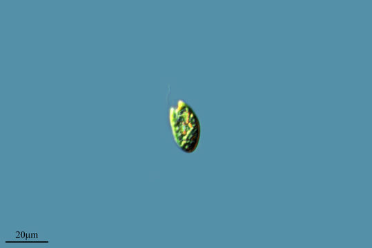 Image of <i>Chilomonas oblonga</i>