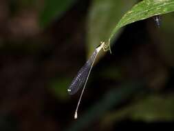 Image of Pericnemis stictica Hagen ex Selys 1863