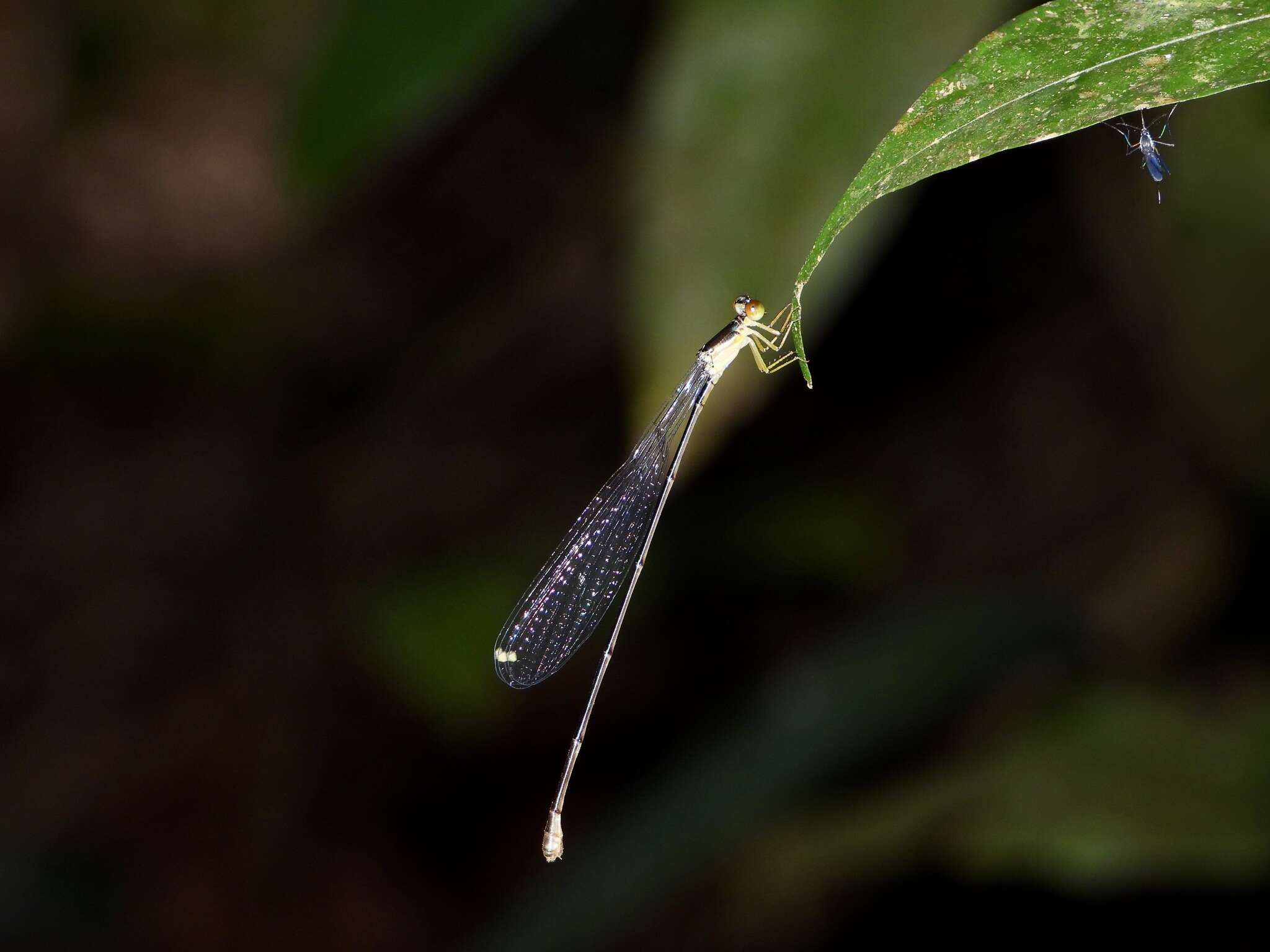 Imagem de Pericnemis stictica Hagen ex Selys 1863