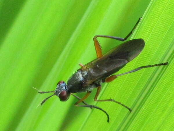 Image of Marsh fly