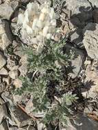 Image of <i>Oxytropis sericea</i> var. <i>speciosa</i> S. L. Welsh