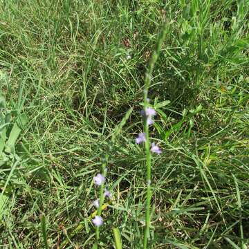 Image of Texas vervain