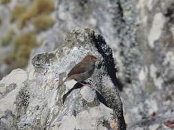 Imagem de Cisticola fulvicapilla silberbauer (Roberts 1919)