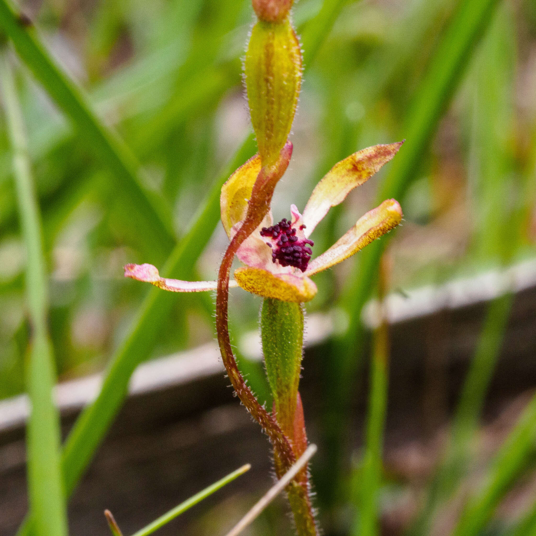 Plancia ëd Caladenia transitoria D. L. Jones