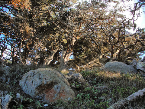 Image of Monterey cypress