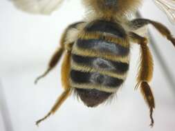 Image of Andrena gravida Imhoff 1832