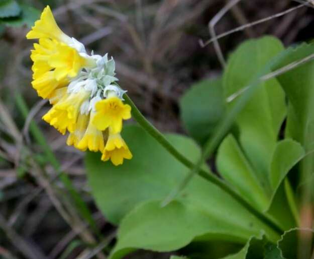 Primula palinuri Pet. resmi