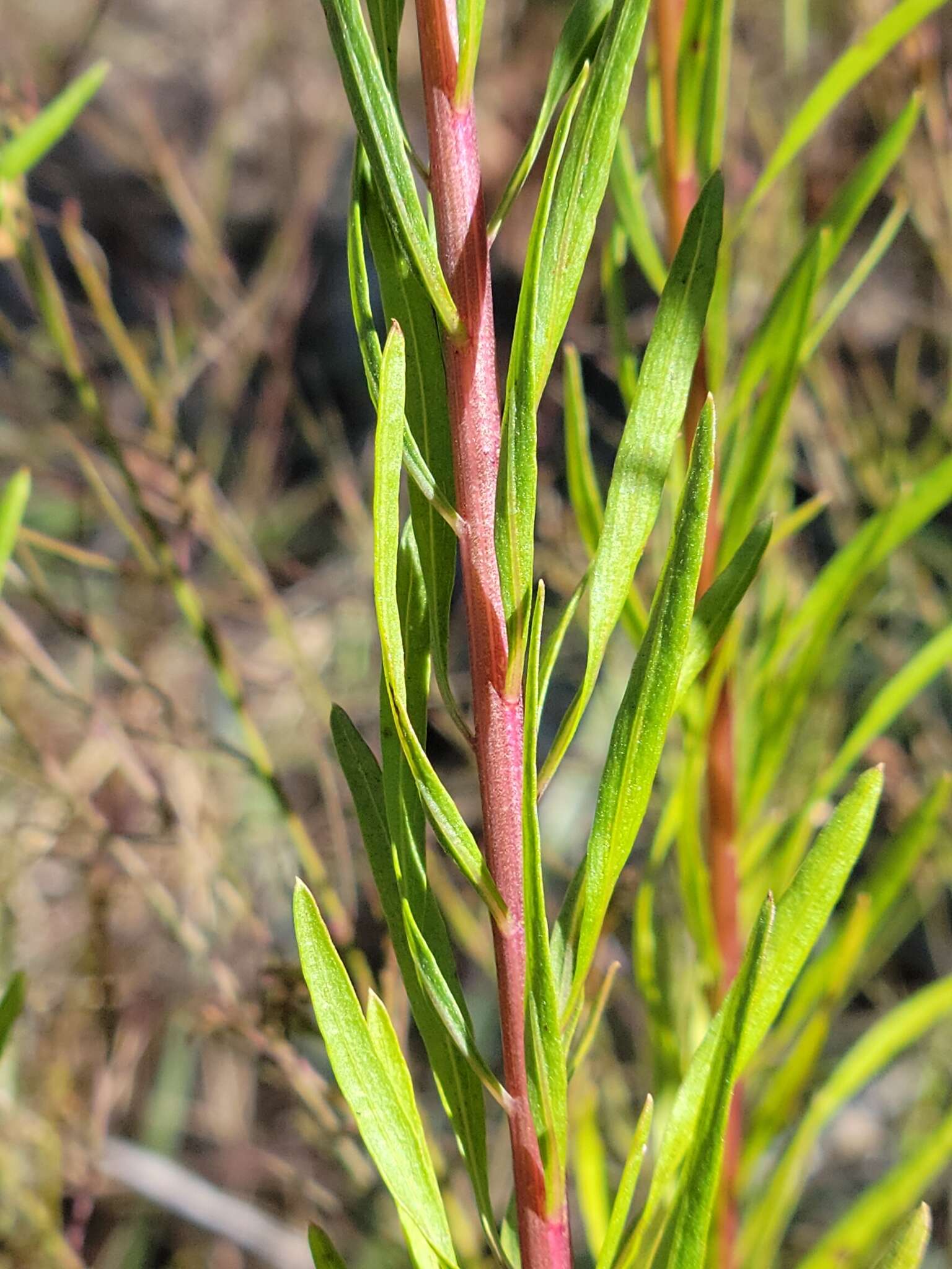 Image of <i>Chrysopsis <i>linearifolia</i></i> var. linearifolia