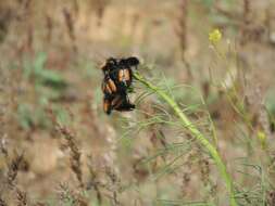 صورة Eulasia (Eulasia) bombyliformis (Pallas 1781)