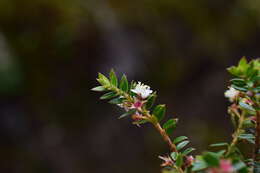 Imagem de Myrteola phylicoides (Benth.) L. R. Landrum