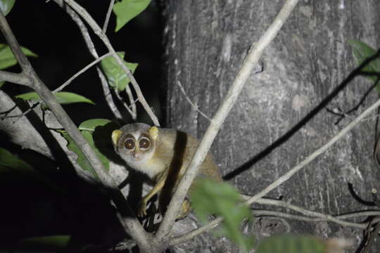 Image of slender loris