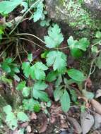 Image of Arracacia atropurpurea (Lehm.) Benth. & Hook. fil. ex Hemsl.