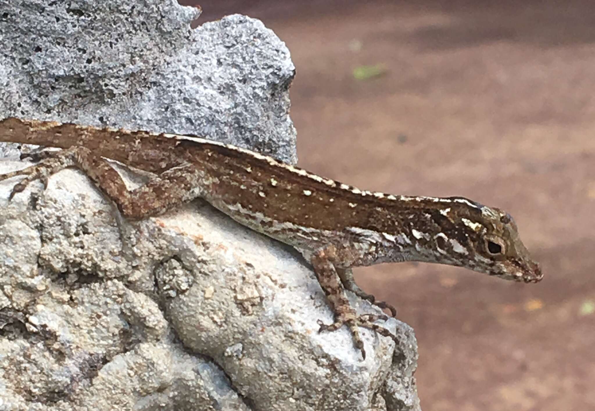 Image of Common Puerto Rican anole