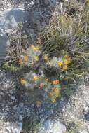 Image of Zinnia juniperifolia (DC.) A. Gray