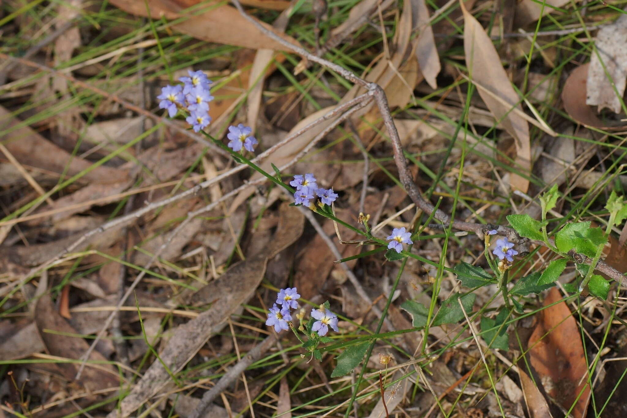 Image of Dampiera stricta (Smith) R. Br.