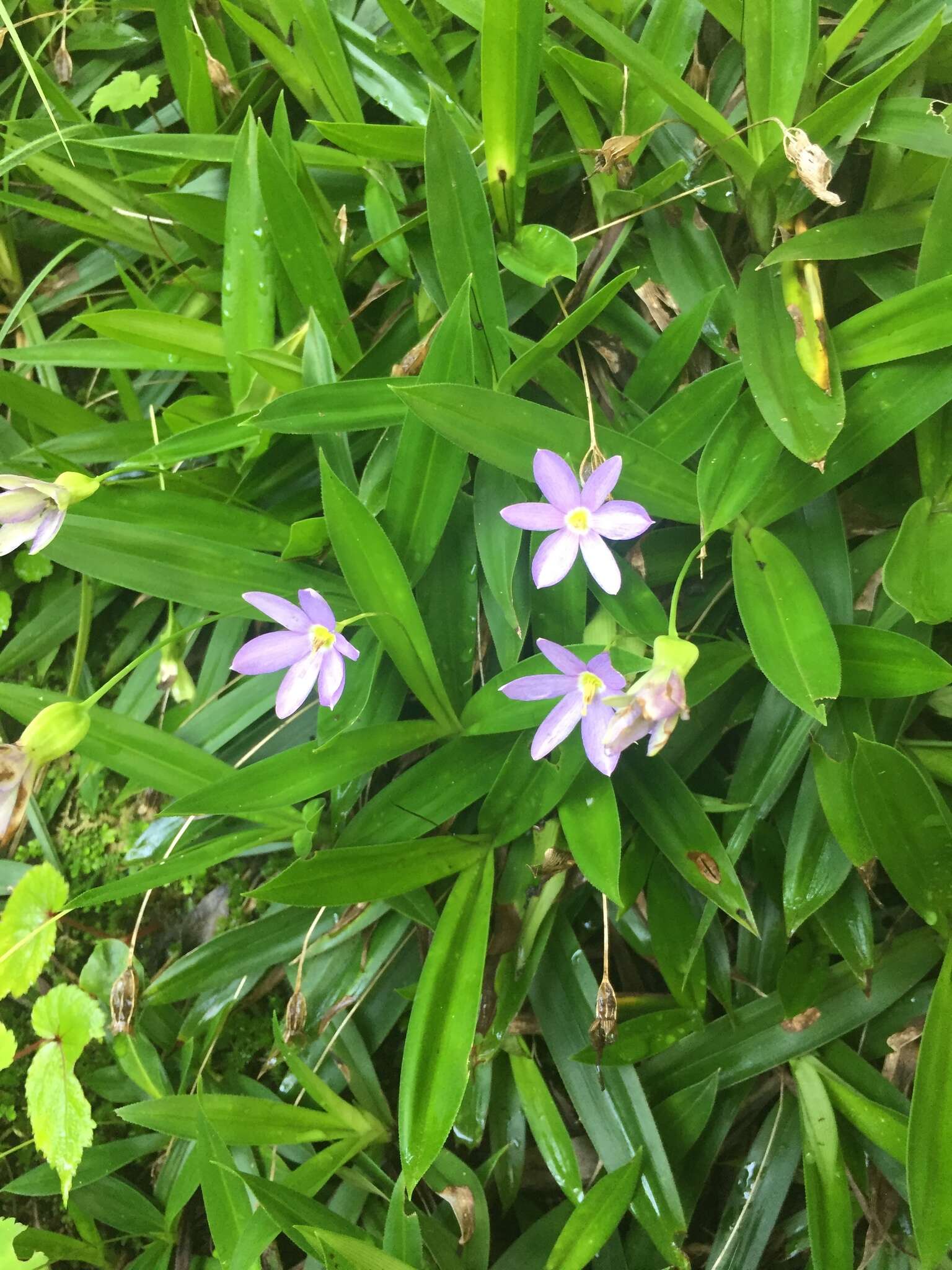 Image of Xerophyta elegans (Balf.) Baker