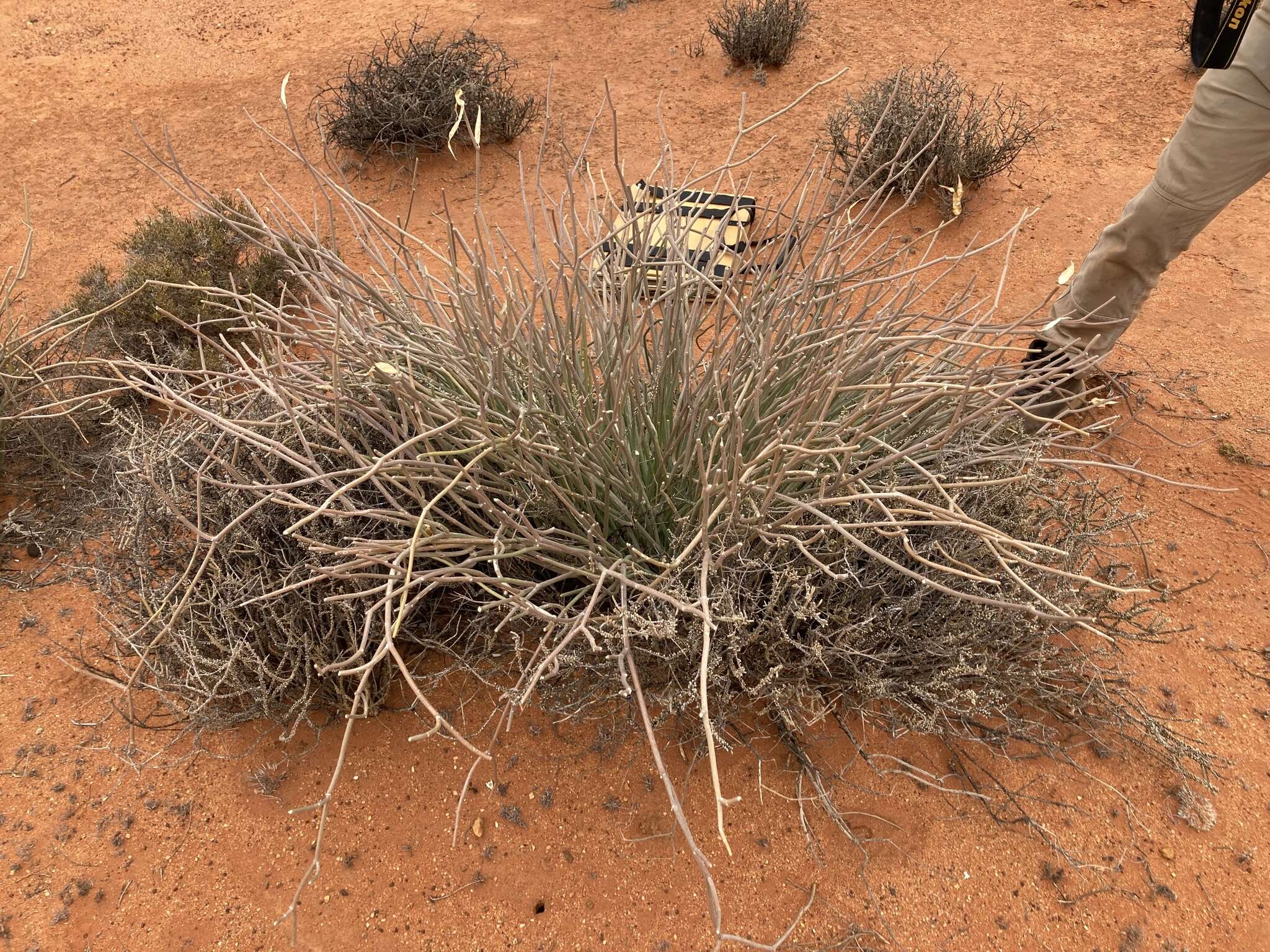 Image of Cynanchum viminale subsp. australe (R. Br.)