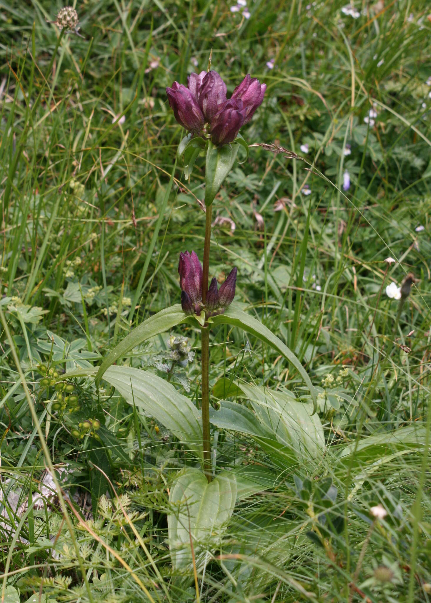 Image de Gentiana pannonica Scop.