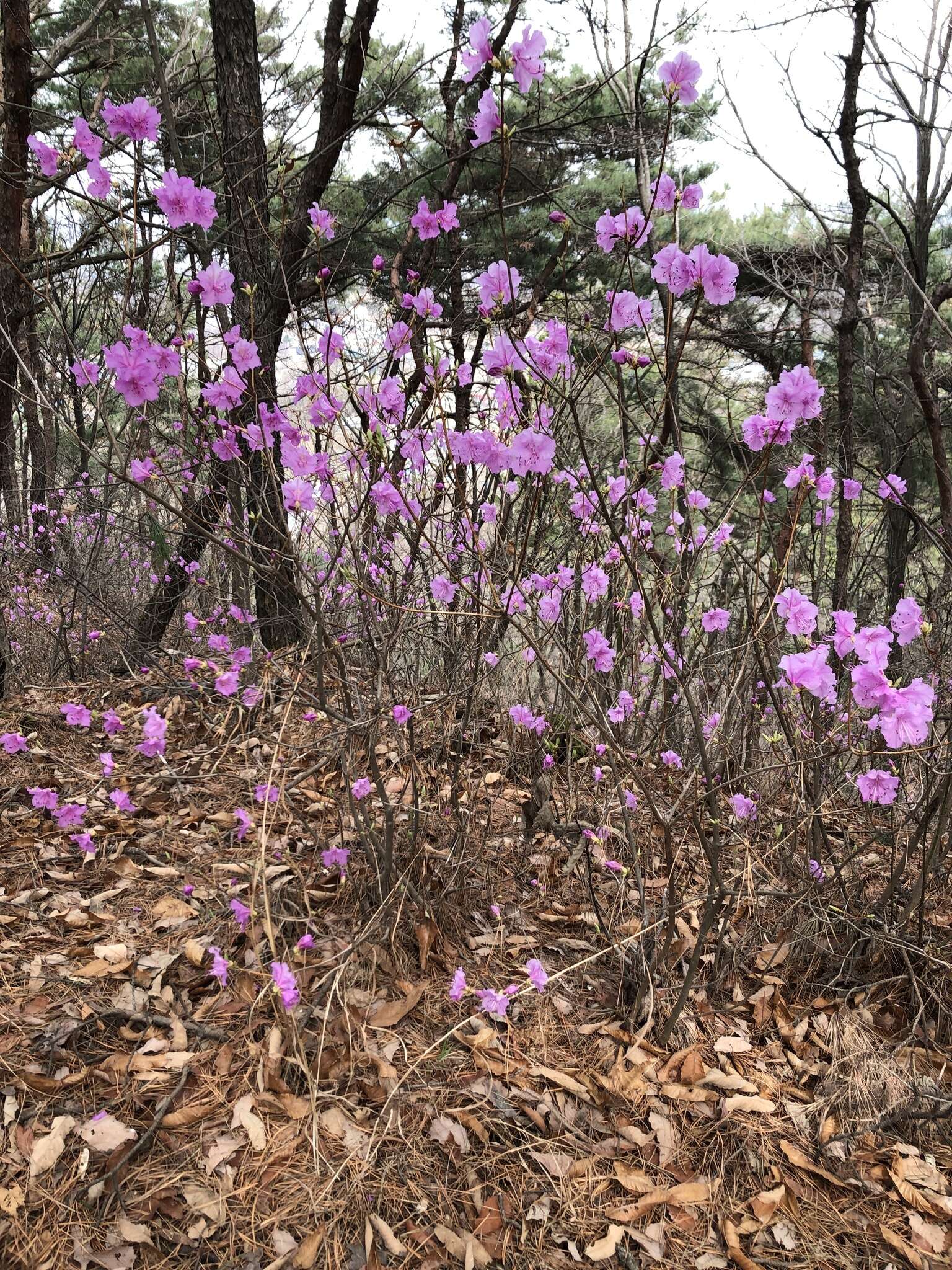 Image de Rhododendron mucronulatum Turcz.