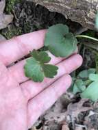 Ranunculus harveyi (A. Gray) Greene的圖片