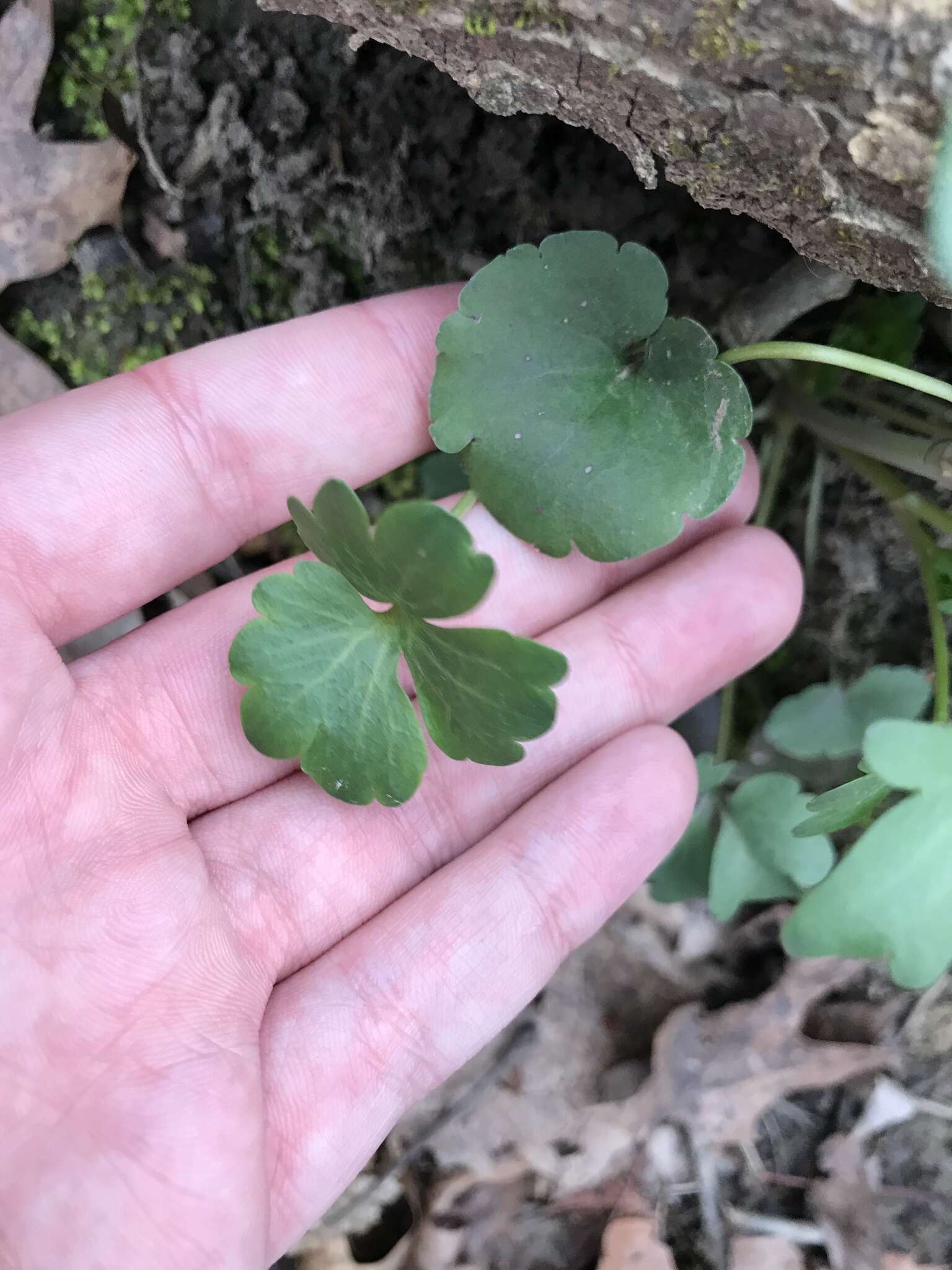 Image of Harvey's Buttercup