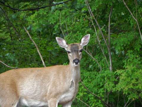 Odocoileus hemionus sitkensis Merriam 1898的圖片