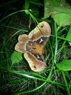 Image of Tulip-tree Silkmoth