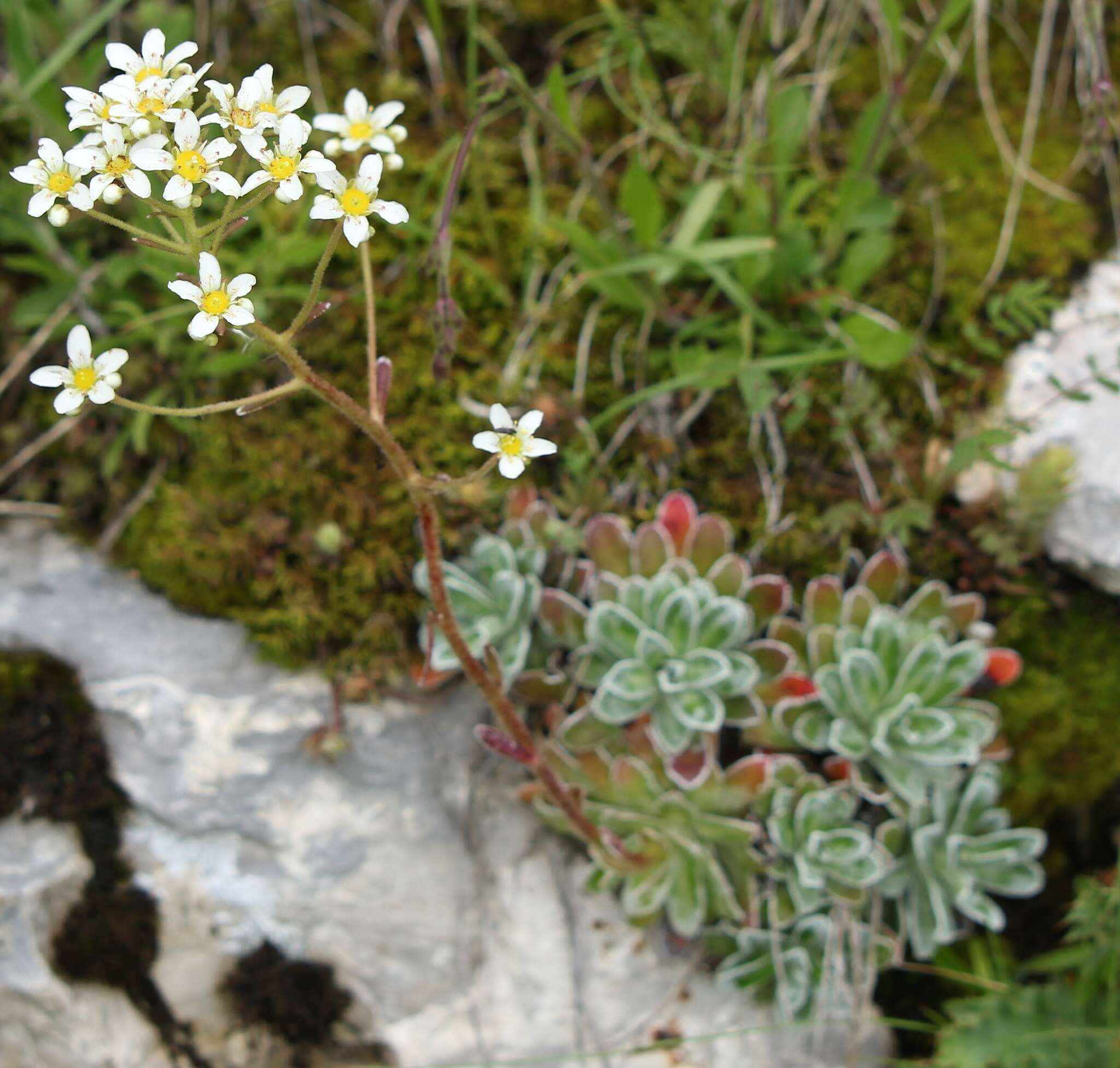 Image of Saxifraga hostii Tausch