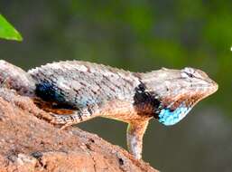 Image of Clark's spiny lizard