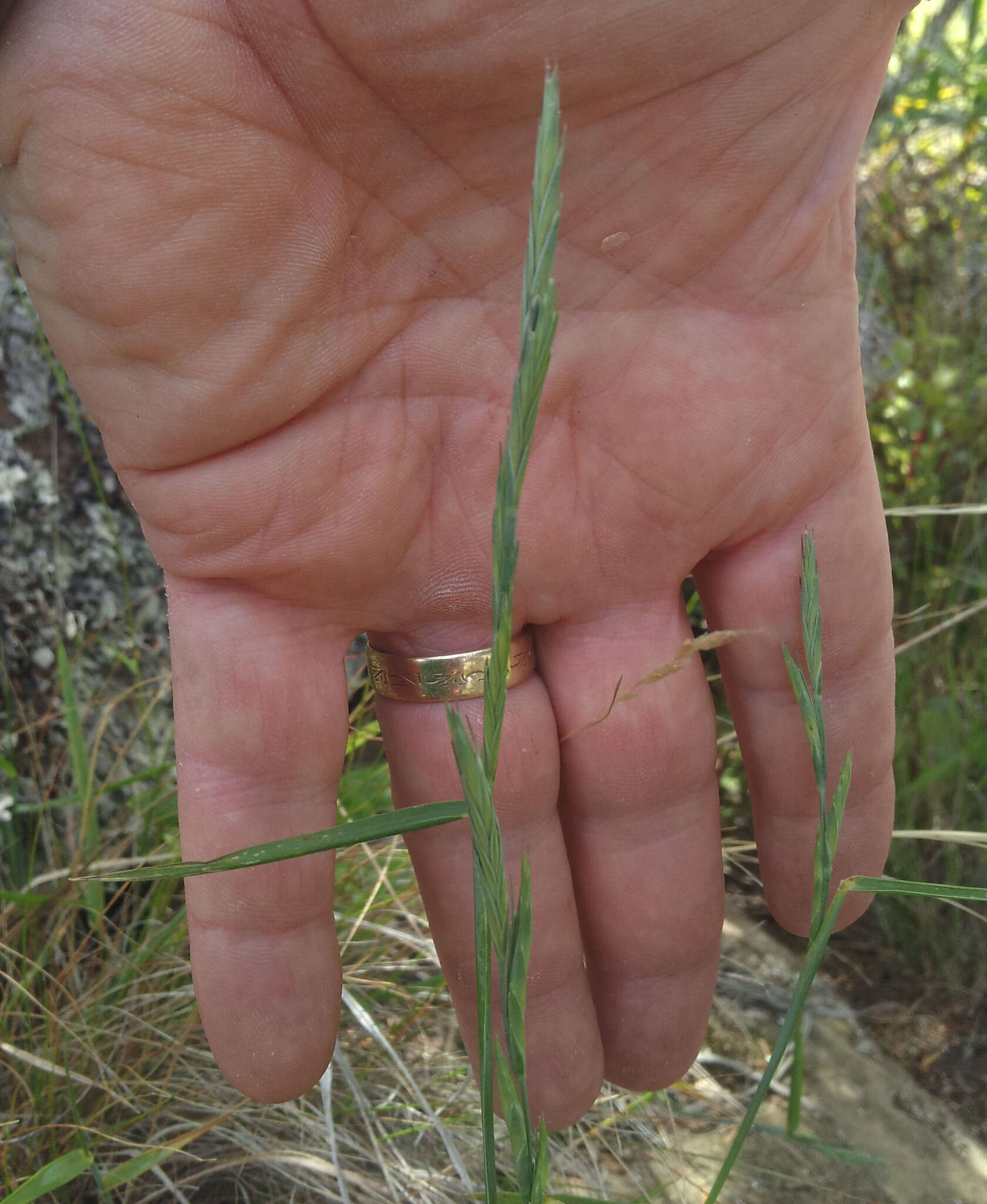 Anthosachne kingiana (Endl.) Govaerts的圖片